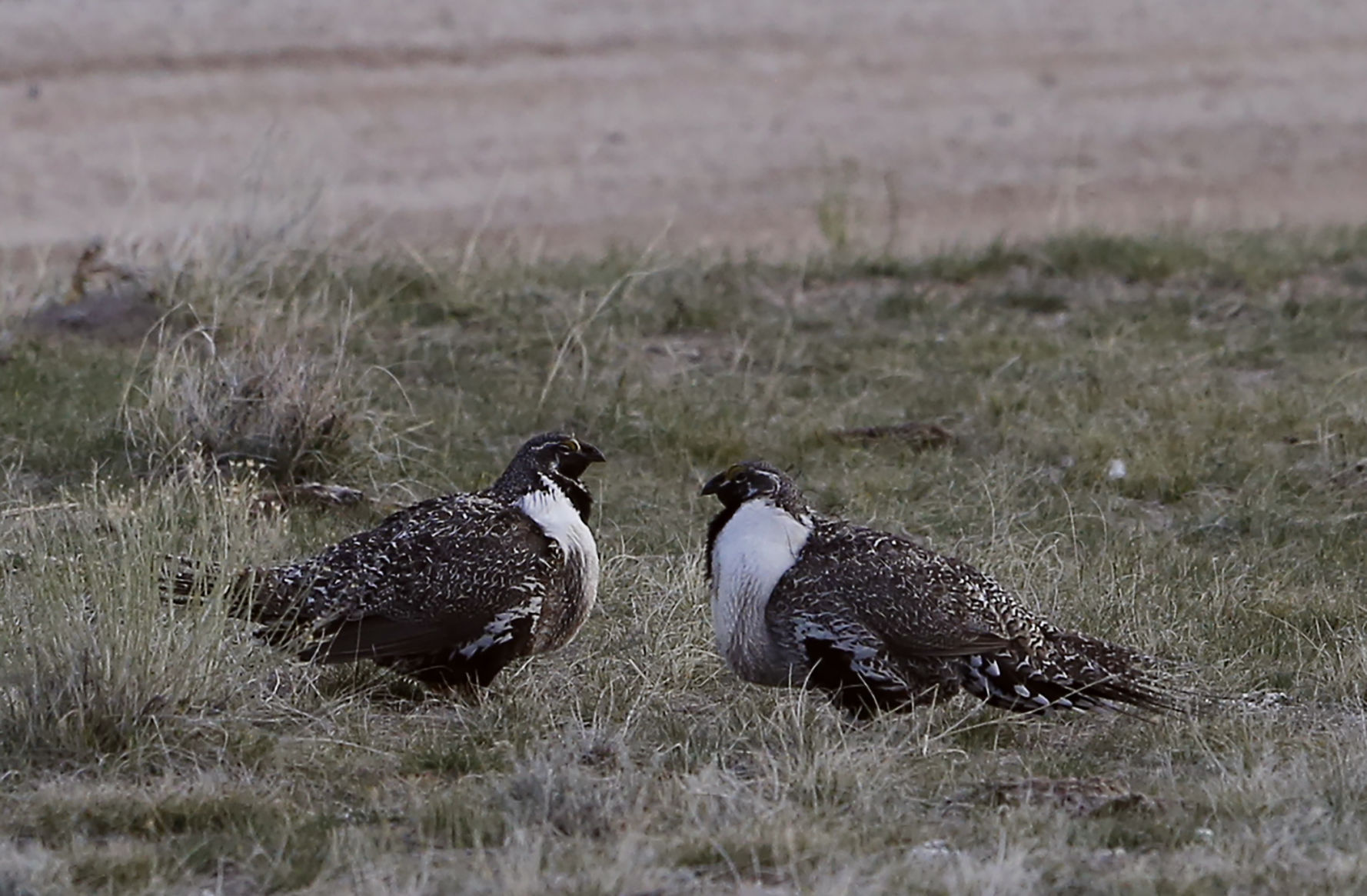 Sage Grouse